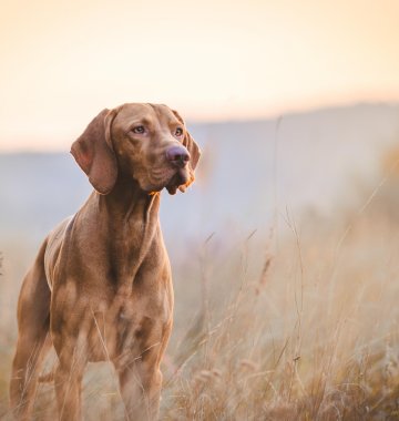 Hund-in-Feld-sob