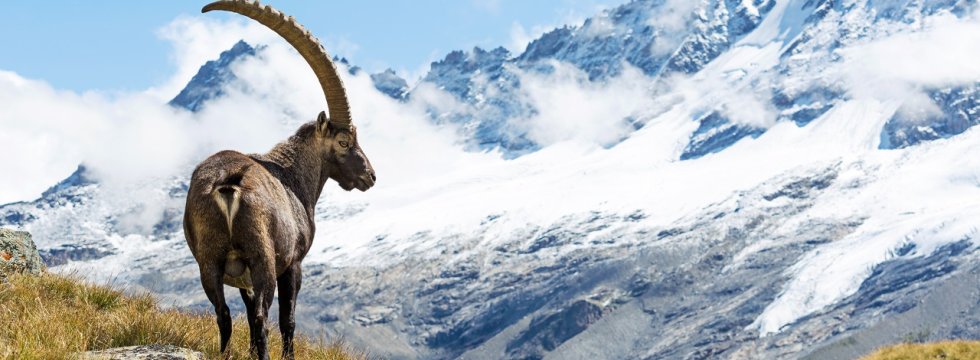 Steinbock in den Alpen