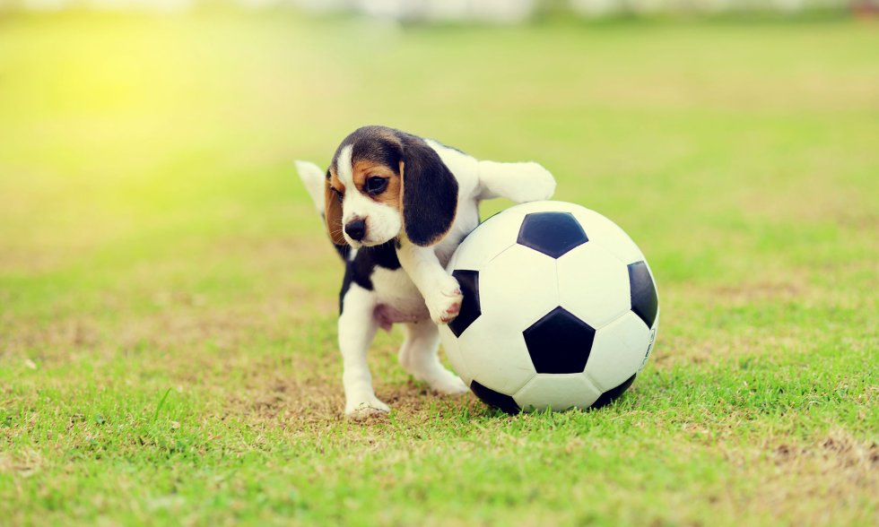 Kleiner Hund mit Fußball