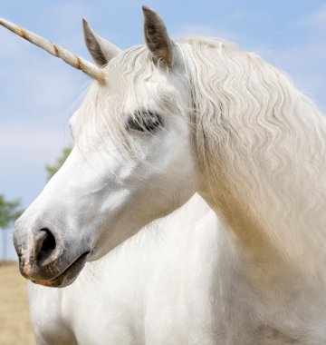 Einhorn