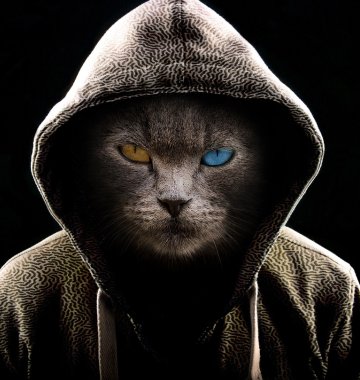 Kater mit Kapuze