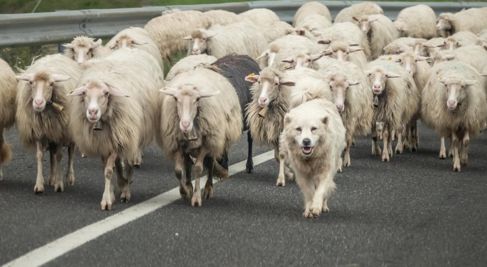 Schafe Schaftsherde Hund Hütehund