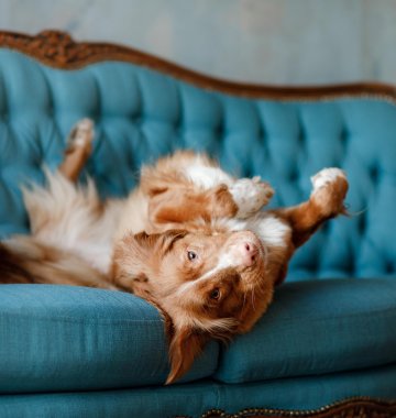 Hund  wälzt sich auf einer blauen Couch