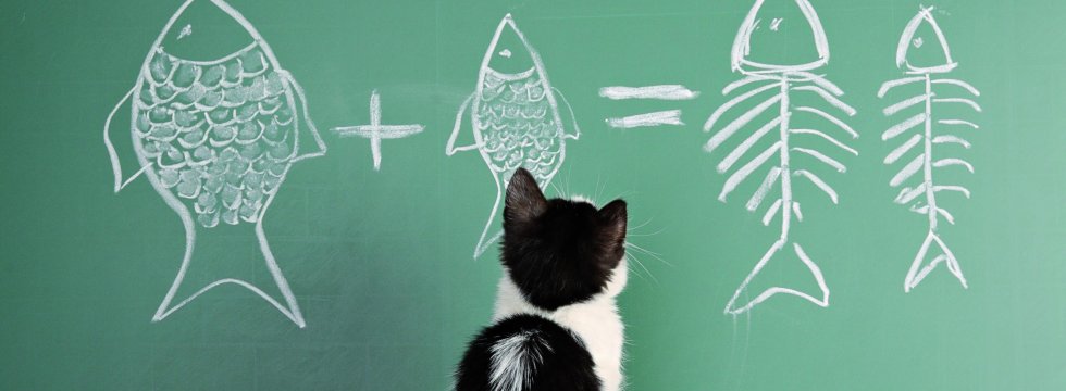 semantisches-prinzip-katze-vor-tafel