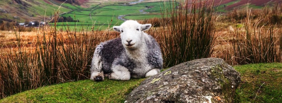 Schaf im Lake District
