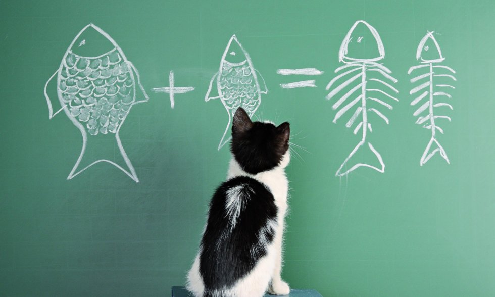 semantisches-prinzip-katze-vor-tafel