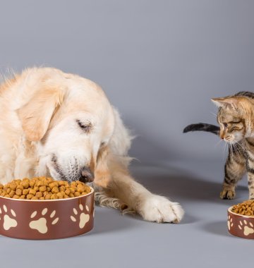 krüsche-Katze-und-Hund-fressen