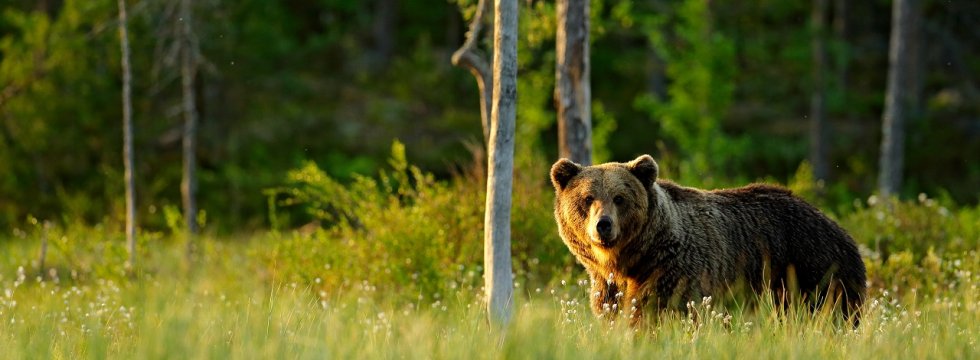 Bär auf Wiese