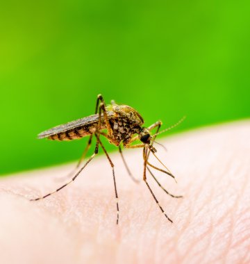 Stechmücke auf Menschenhaut
