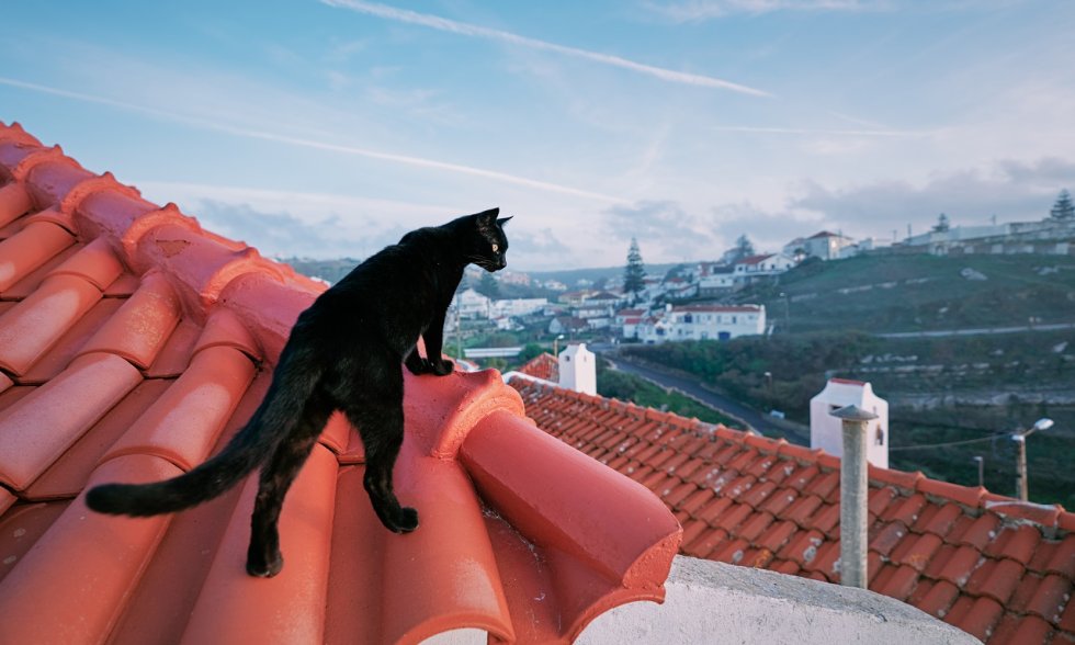 Katze auf Dach