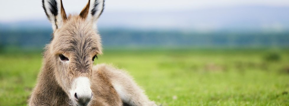 Esel sitzt auf einer Wiese