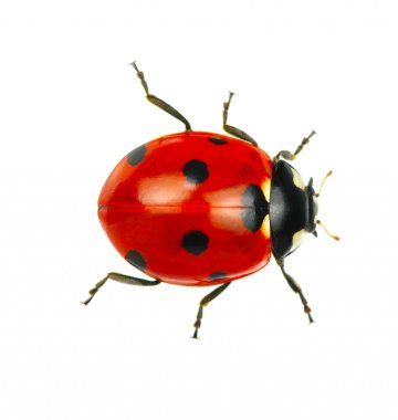 Marienkäfer