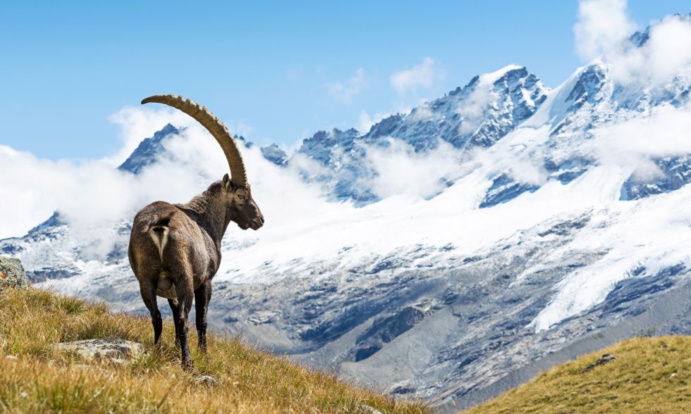 Steinbock in den Alpen